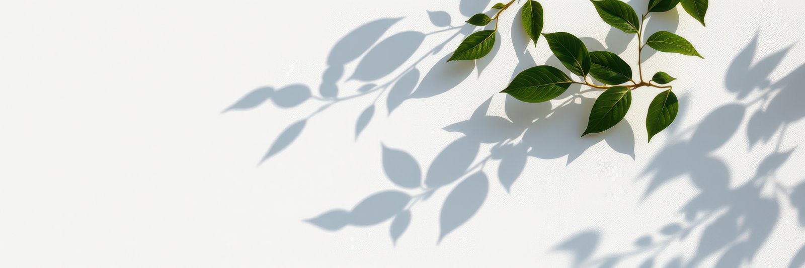 Green leaves cast shadows on a white wall on a sunny day